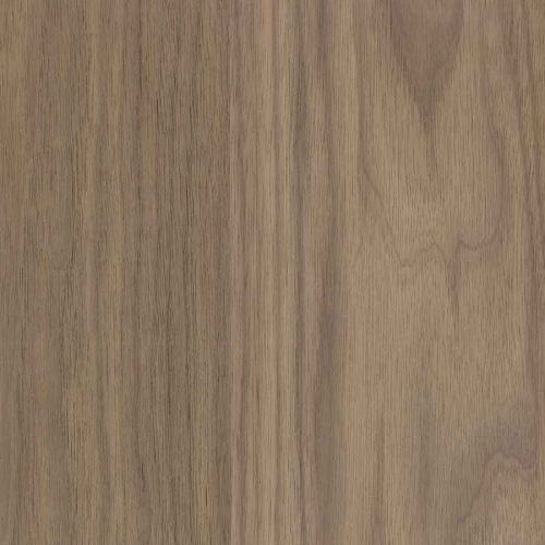 Walnut (Black American)